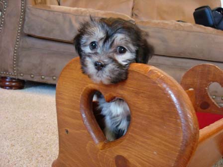 black-and-whtie-female-havanese-puppy-found-home-from-utah-to-arizona